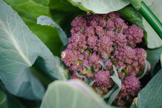 Flores de coliflor morada