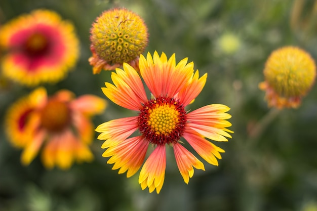 Flores de color amarillo anaranjado en un parterre en el Parque Gaillardia flor