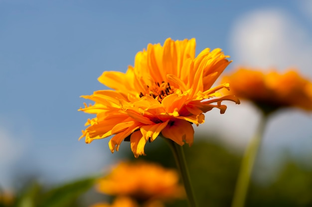 Flores de color amarillo anaranjado en el verano.