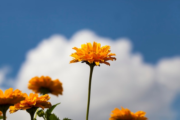 Flores de color amarillo anaranjado en el verano.