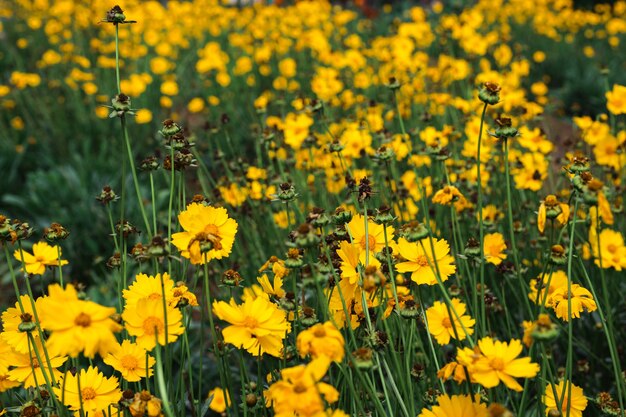 Flores de color amarillo como la manzanilla que crecen en el jardín