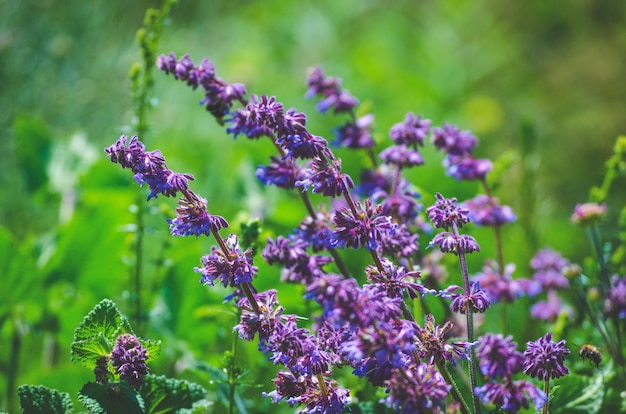 Flores de color azul violeta hierbas en el campo