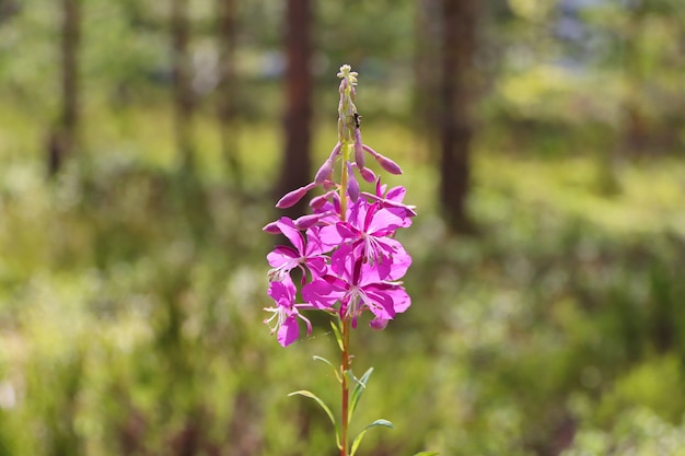 Flores de color lila en el primer plano del tallo con el telón de fondo del día soleado del bosque
