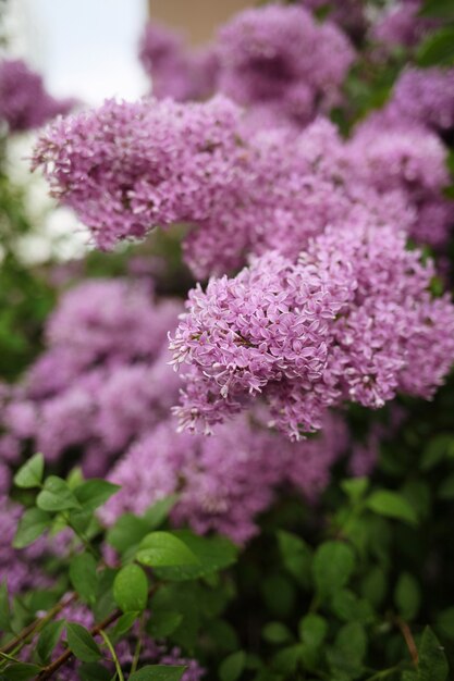 Flores de color lila púrpura florecen en el fondo del jardín