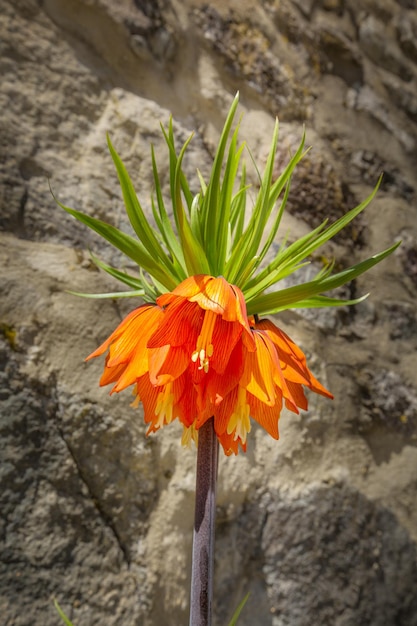 Foto flores de color naranja brillante fritillaria imperialis