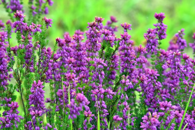 Flores de color púrpura de bell heather Erica cinerea sobre un fondo verde