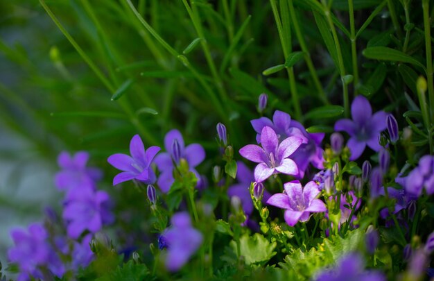 Flores de color púrpura brillante en la hierba verde de cerca