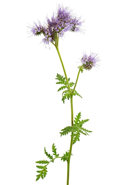 Flores de color púrpura claro de phacelia aislado sobre fondo blanco.