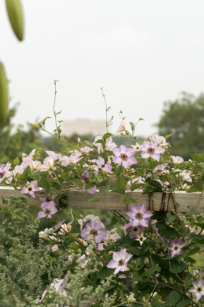 Flores de color púrpura en un jardín místico en un misterioso fondo floral de verano de cuento de hadas Fantástico paisaje de ensueño de la naturaleza Tonificación en tonos oscuros y sombras restringidas