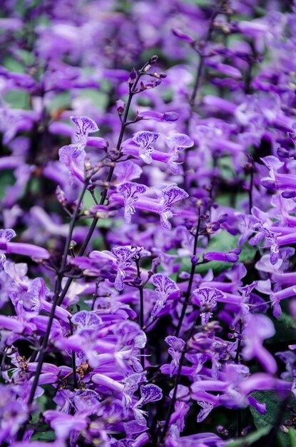 Foto flores de color púrpura en el jardín