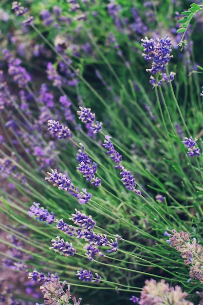 Flores de color púrpura lavanda florecen en un jardín enfoque selectivo