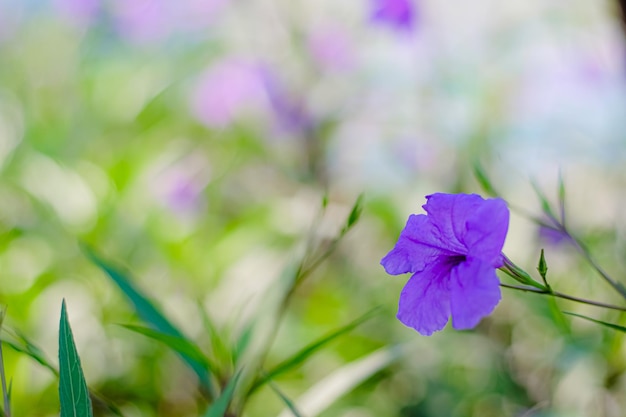 Flores de color púrpura, ruellia tuberosa linn, colorido, fresco, jardín, púrpura, plantas, antecedentes, ruellia,