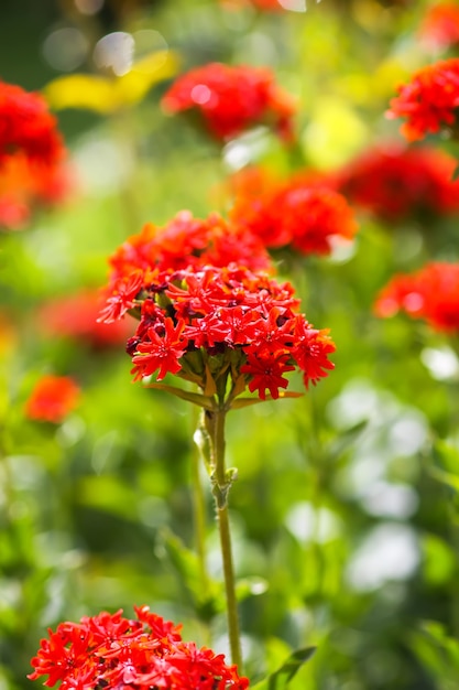 Flores de color rojo brillante de Lychnis chalcedonica. Planta de Cruz de Malta en el jardín de verano.