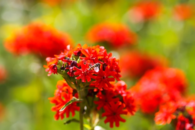 Flores de color rojo brillante de Lychnis chalcedonica. Planta de Cruz de Malta en el jardín de verano.