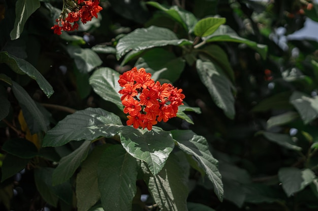 Flores de color rojo orang con hojas verdes