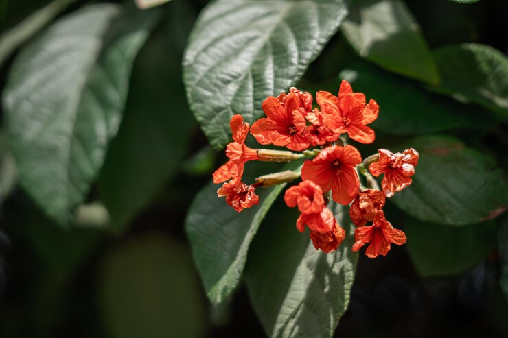 Flores de color rojo orang con hojas verdes