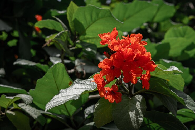 Flores de color rojo orang con hojas verdes