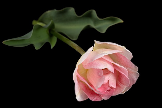 Flores de color rosa de Angelique tulip aislado sobre fondo negro