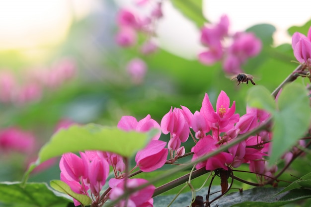 flores de color rosa en el árbol con insectos en la naturaleza hermoso fondo