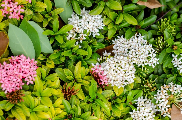 Flores de color rosa y blanco Ixora sobre fondo verde