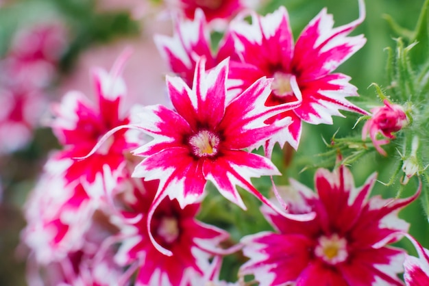 Flores de color rosa brillante Phlox Drummond cerrar