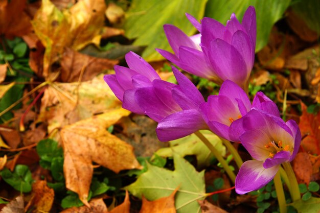 Flores de color rosa brillante a quemarropa en el otoño.