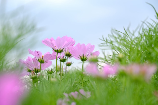 Flores de color rosa en el campo.