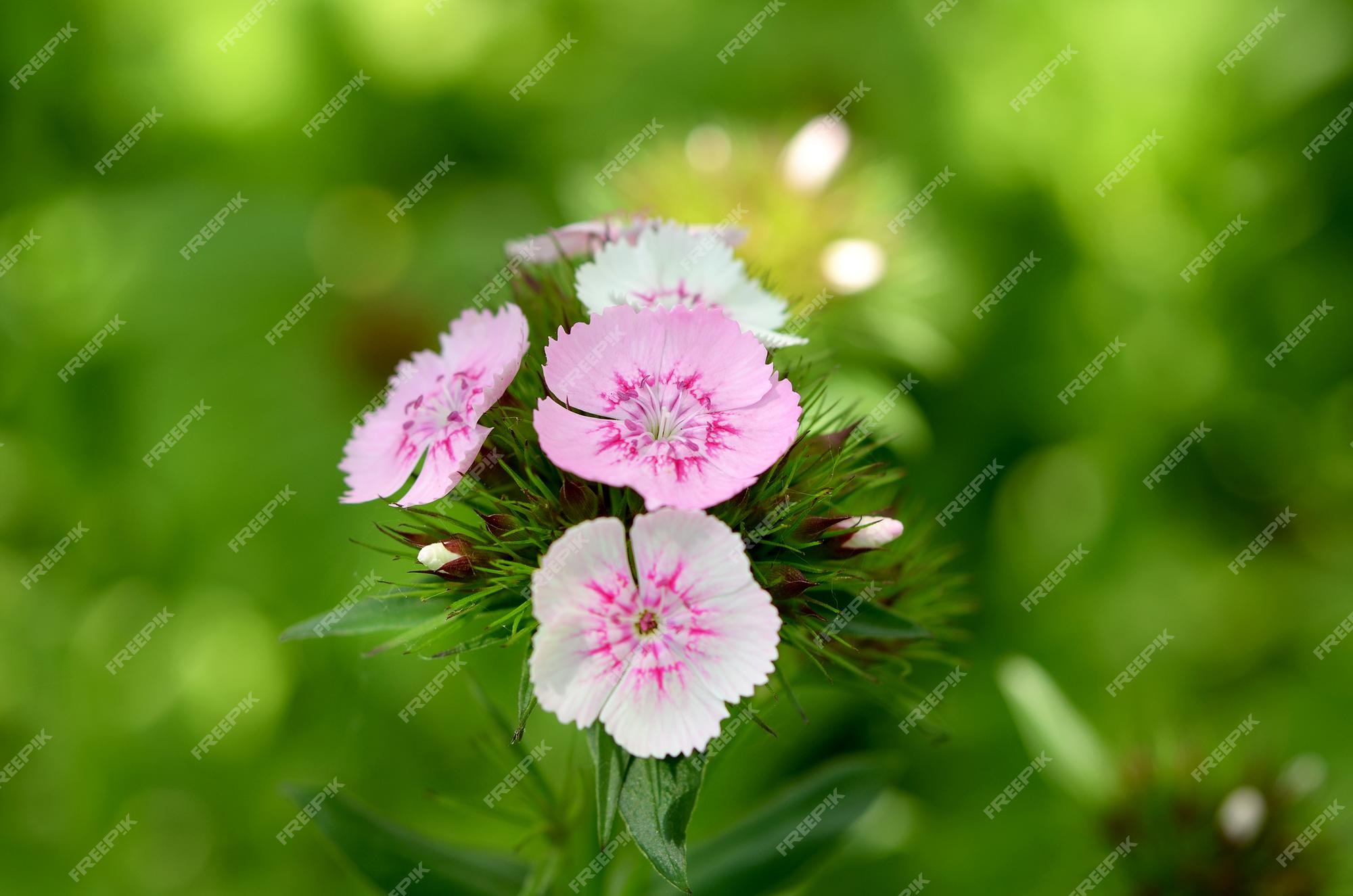 Flores de color rosa clavel chino en el jardín | Foto Premium