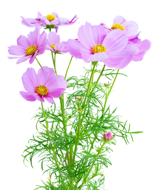 Flores de color rosa cosmos con brotes y hojas aisladas en blanco