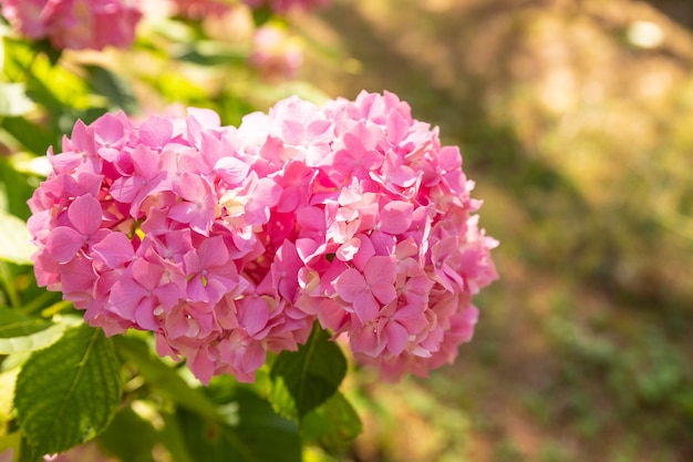 Flores de color rosa en flor de hortensia de verano en día soleado floración hortensia planta flores en flor i ...