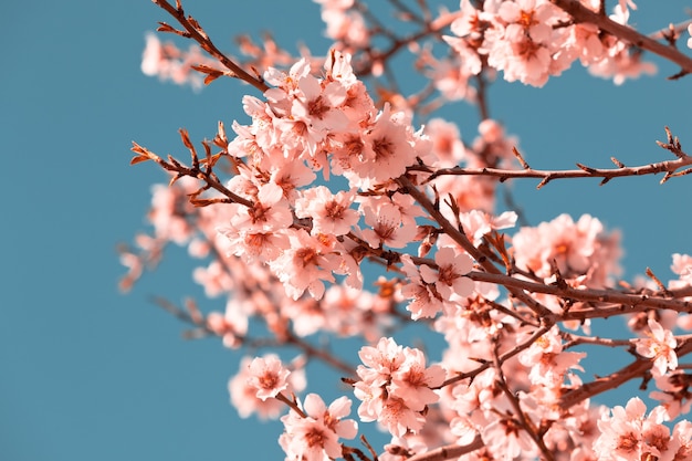 Flores de color rosa en flor melocotonero en primavera. Cielo azul brillante como fondo. Disparo filtrado