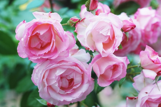 Flores color de rosa hermosas rosadas del verano en jardín.