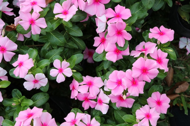 flores de color rosa con hojas en un jardín flor flores