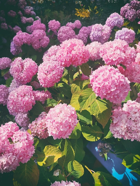 Flores de color rosa hortensia