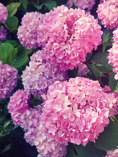 Flores de color rosa hortensia