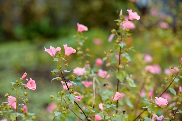 Foto flores de color rosa en el jardín