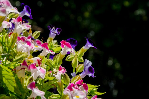 Flores de color rosa en el jardín