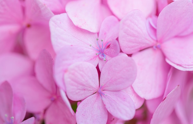 Flores de color rosa macro delicado fondo floral natural en colores pastel azul claro y violeta
