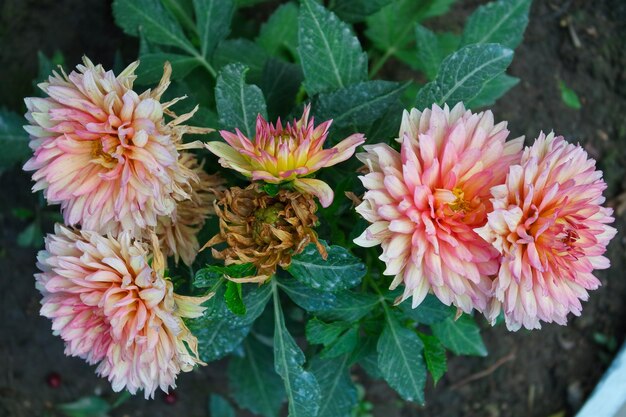 Flores de color rosa melocotón en el jardín de la casa.