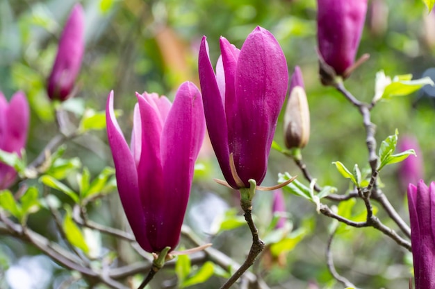 Las flores de color rosa oscuro del árbol de magnolia