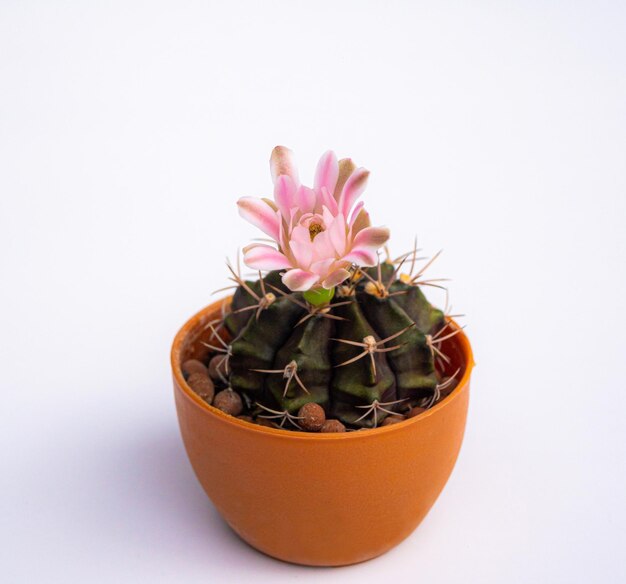 Foto flores de color rosa oscuro o rojo claro de un cactus o cactus en una olla de arcilla grumbo de cactos en una olla pequeña invernaderos para criar plantas en casas disparando en el estudio fondo negro