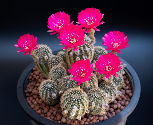 Flores de color rosa oscuro o rojo claro de un cactus o cactus Ramo de cactus en una olla pequeña invernaderos para cultivar plantas en casas rodando en el estudio Fondo negro