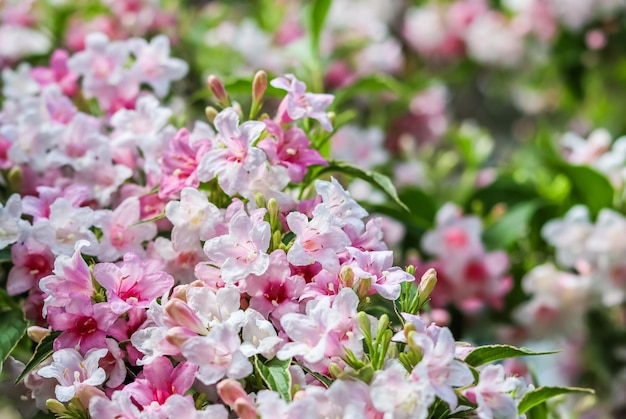 Flores de color rosa pálido de weigela florida variegata fondo floral