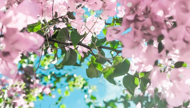 Flores de color rosa pastel y cielo azul en un fondo floral de jardín de ensueño