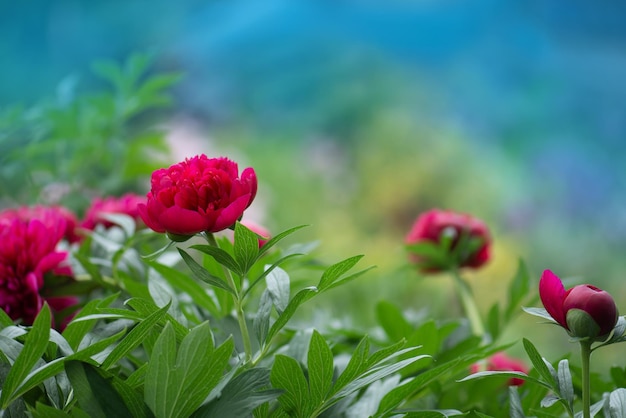 Flores de color rosa peonías floración peonías flor de verano