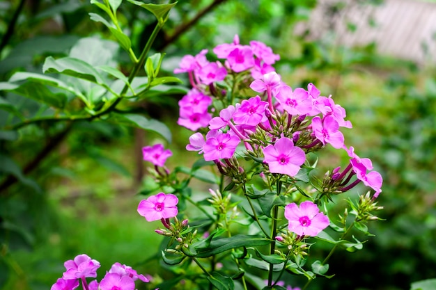 Flores de color rosa sobre fondo de jardín borrosa