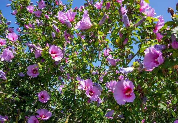 Flores de color rosa soleado