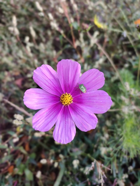 Flores de color rosa