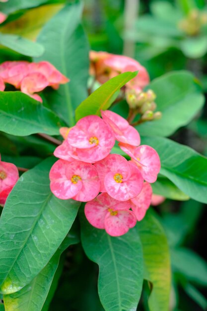 Foto flores de color rosa