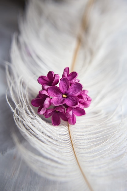 Flores de color violeta lila en una pluma de avestruz blanca Una flor de la suerte lila con cinco pétalos